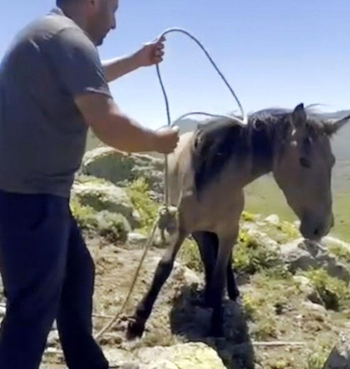 Yılkı atlarıyla ilgili mide bulandıran iddia