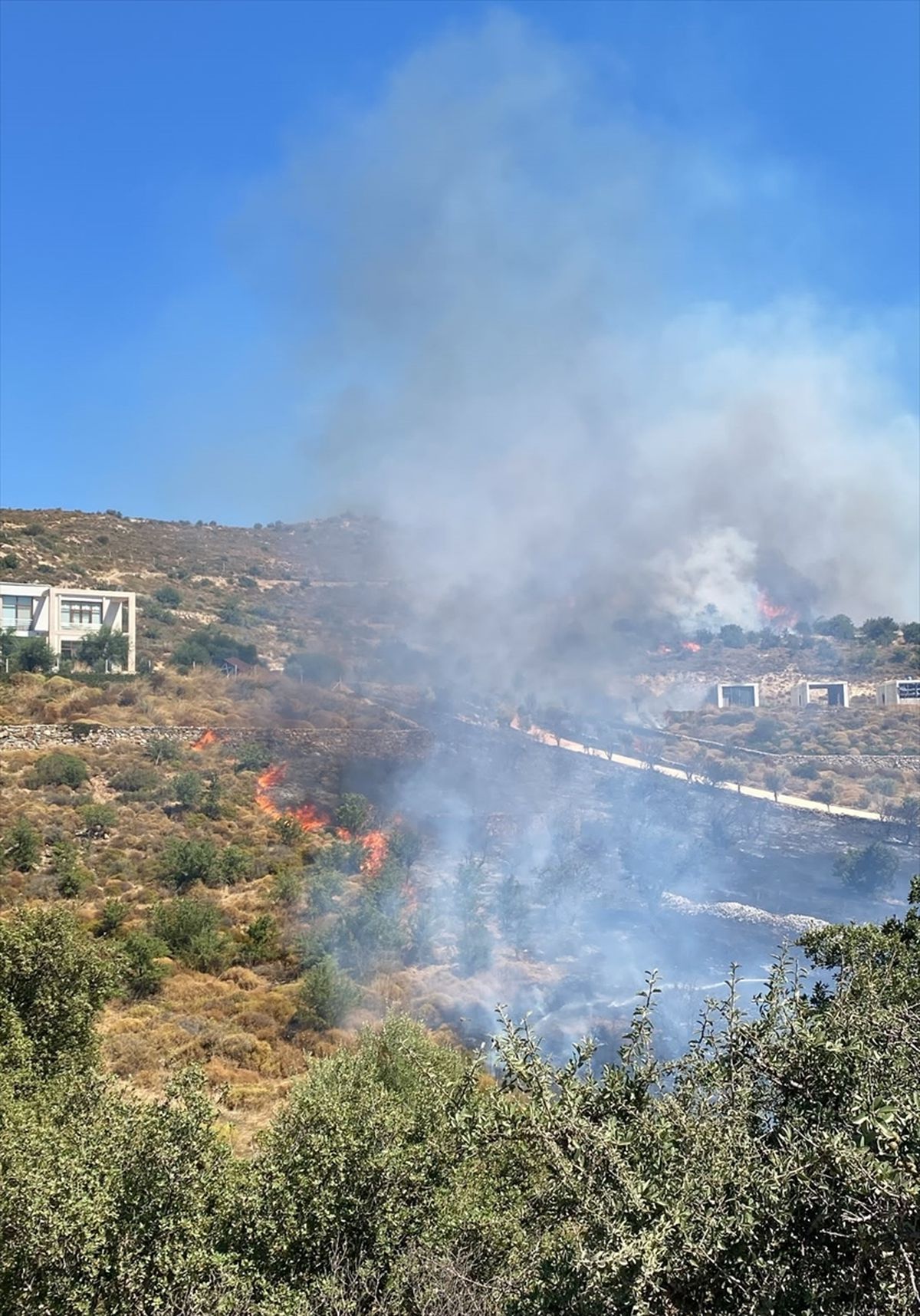 Bodrum'da makilik alanda çıkan yangına müdahale ediliyor