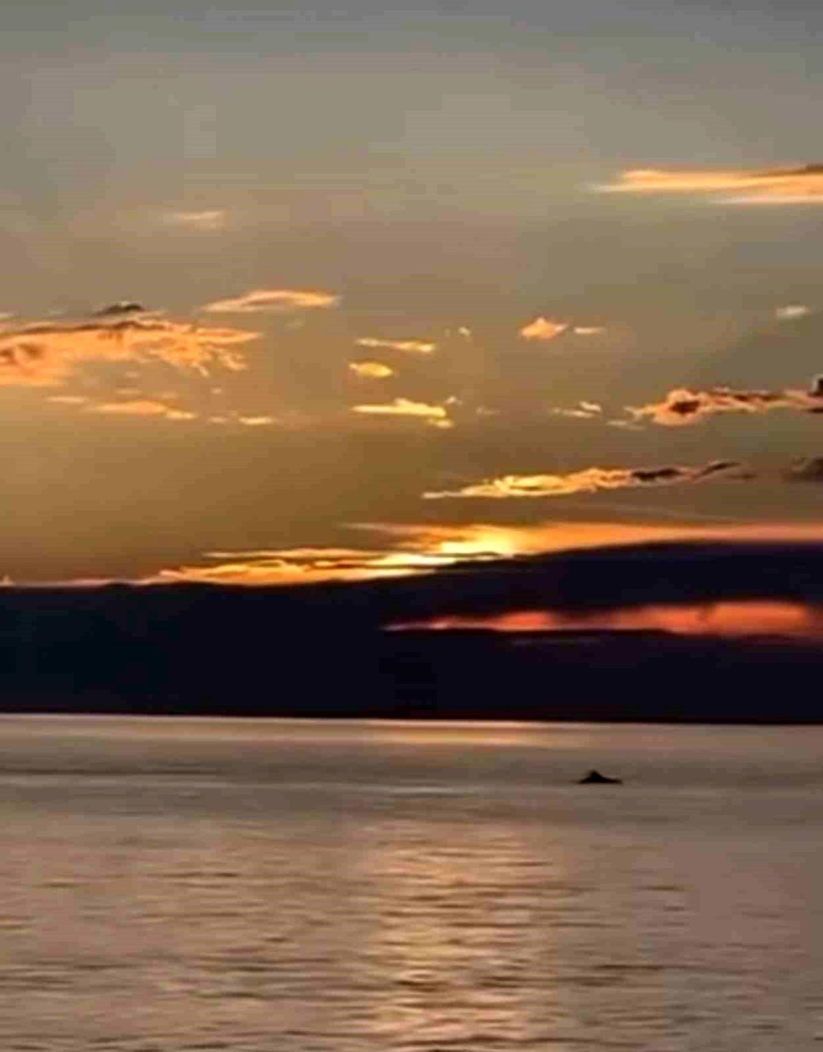 Gemlik Kurşunlu sahilinde gün doğumunda denizde yüzen yunus balıkları.
