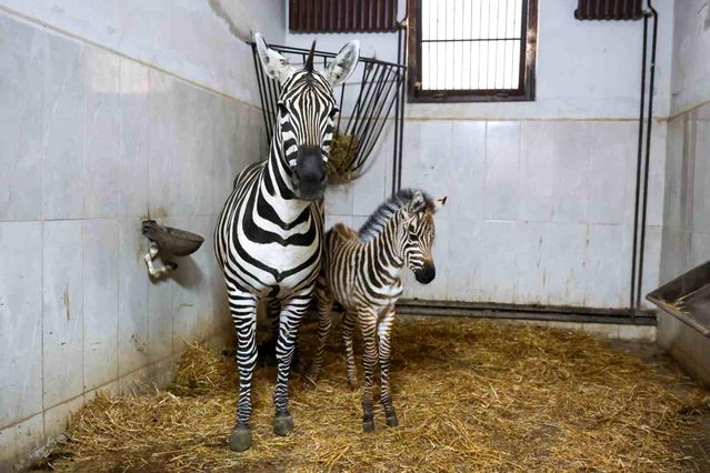 Bursa Hayvanat Bahçesi’nde zebra ailesi büyüyor