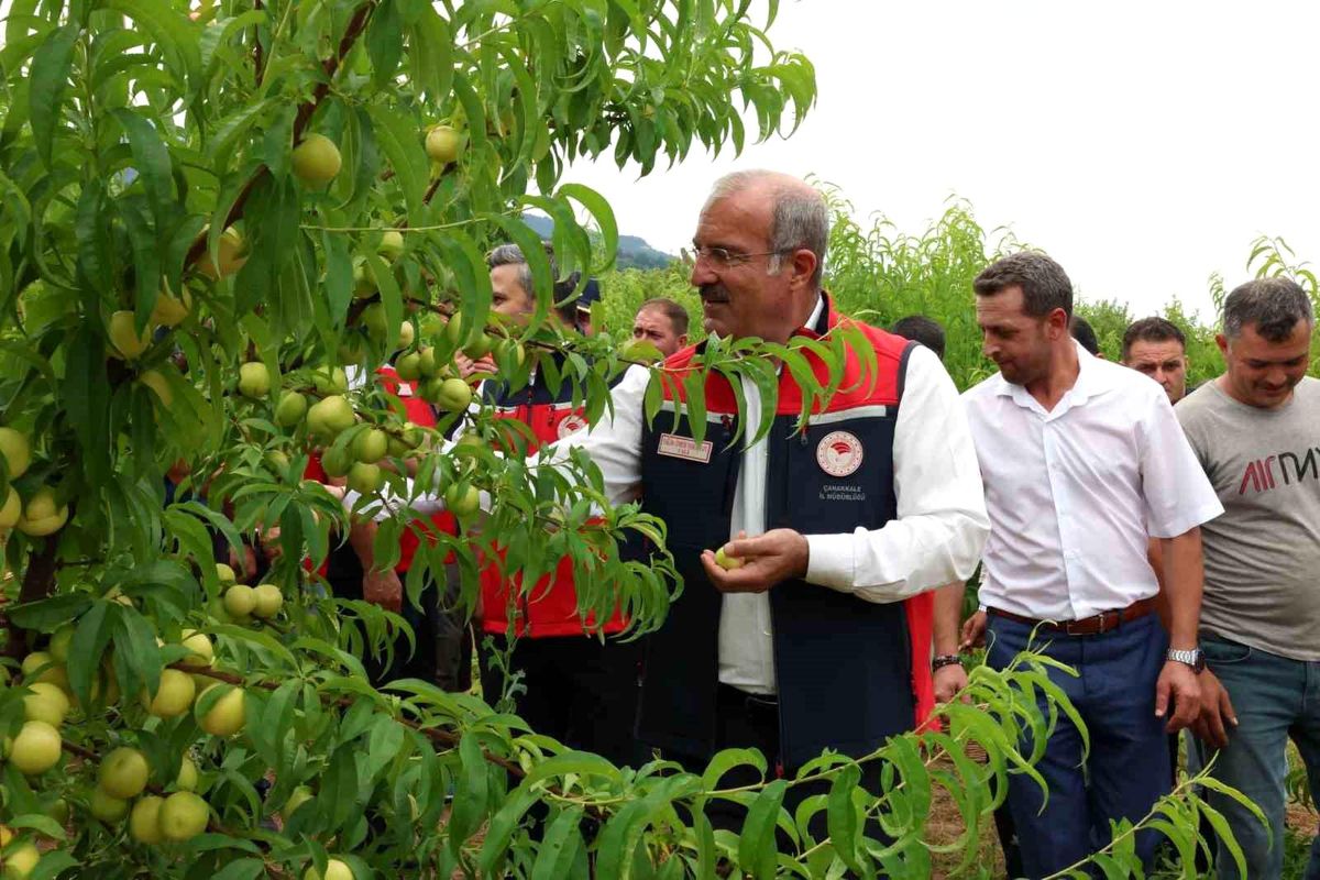 Çanakkale'de coğrafi tescilli Bayramiç Beyazının hasadı başladı