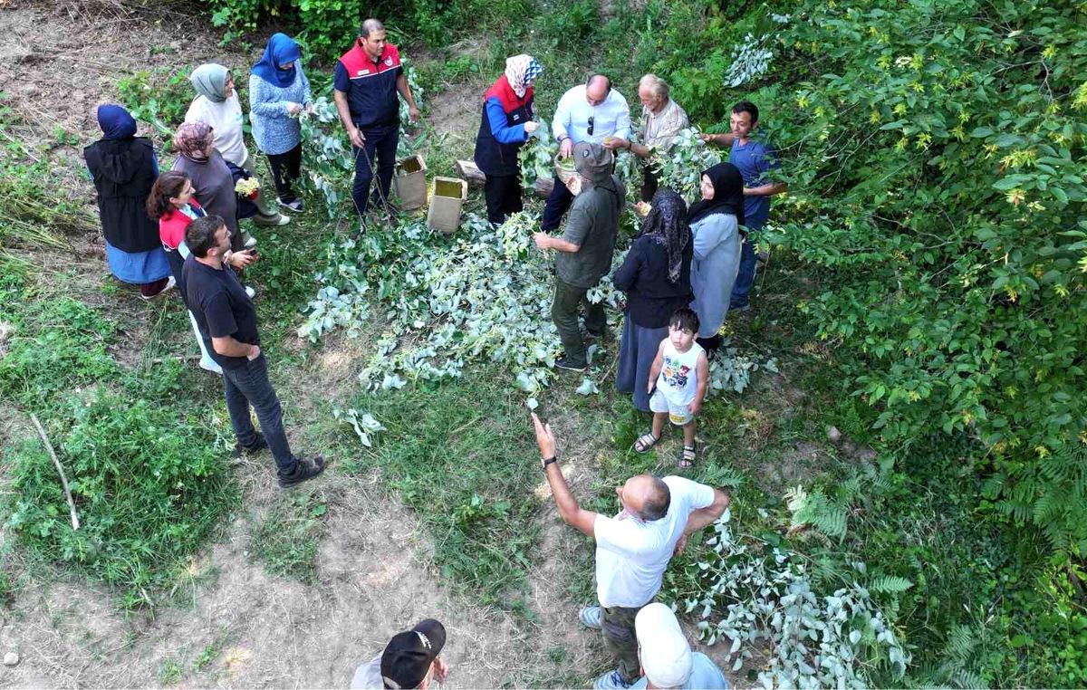 Düzce'de ıhlamur hasadı başladı