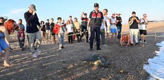 Manavgat'ta tedavisi tamamlanan yeşil deniz kaplumbağası denize bırakıldı
