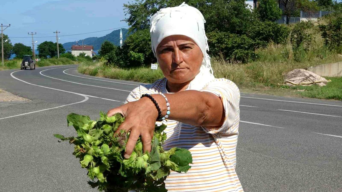 Ordu'da taze fındık tezgahlarda: Kilosu 200 lira