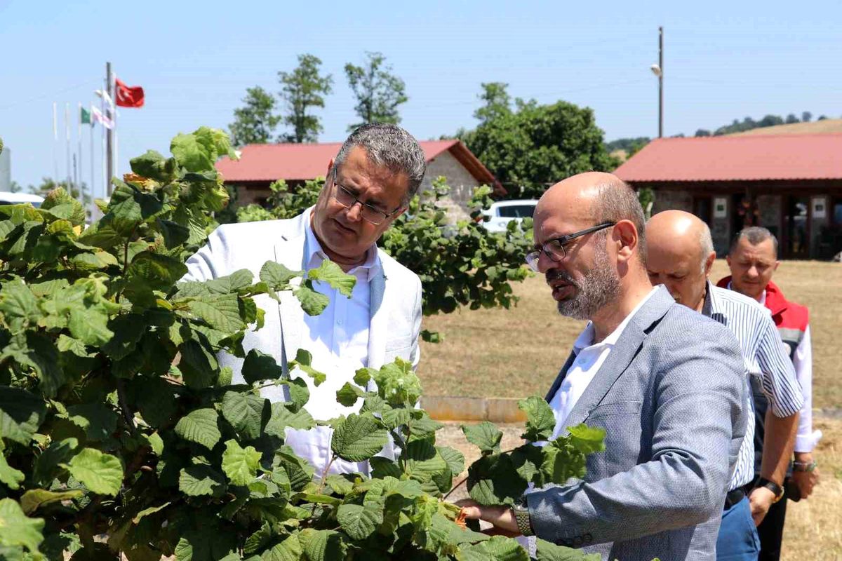 Samsun'da tarımsal üretim çalışmaları yerinde incelendi