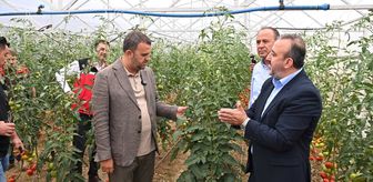 Tekirdağ'da hükümlülerin çalıştığı seralarda ilk hasat yapıldı