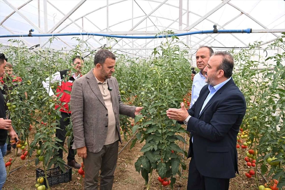 Tekirdağ'da hükümlülerin çalıştığı seralarda ilk hasat yapıldı