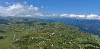 Trabzon'da orman gülleri Taşlıoba Yaylası'nı renklendirdi