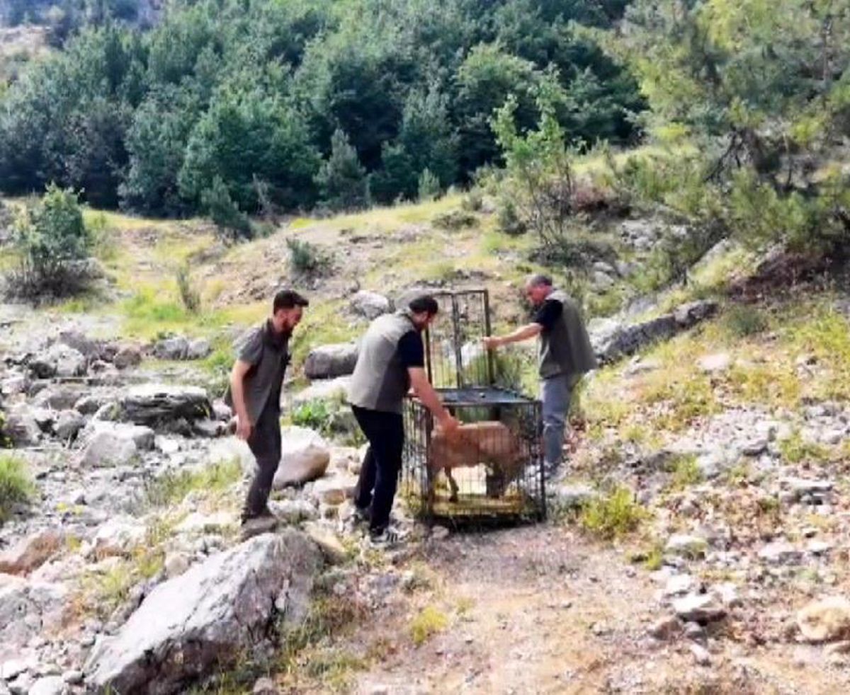 Kahramanmaraş'ta tedavi edildikten sonra doğaya salınan dağ keçisi.