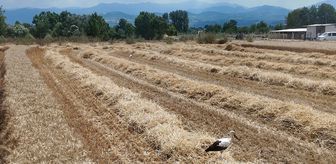 Bursa'da leylekler hasat mesaisindeki biçerdöverin peşinden ayrılmadı