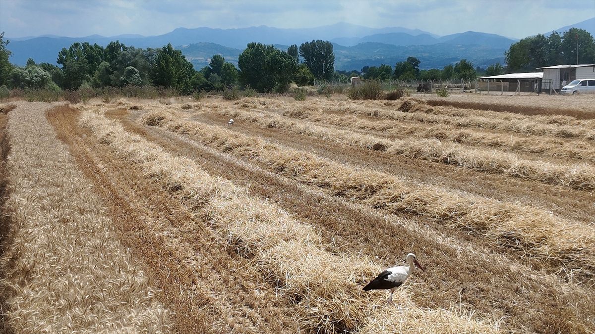 Bursa'da leylekler hasat mesaisindeki biçerdöverin peşinden ayrılmadı