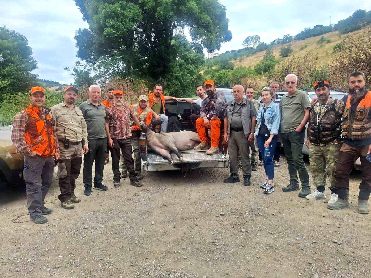 Samsun'da fındık bahçelerine zarar veren yaban domuzlarına karşı avcılar tarafından operasyon düzenlendiği anı gösteren görsel.