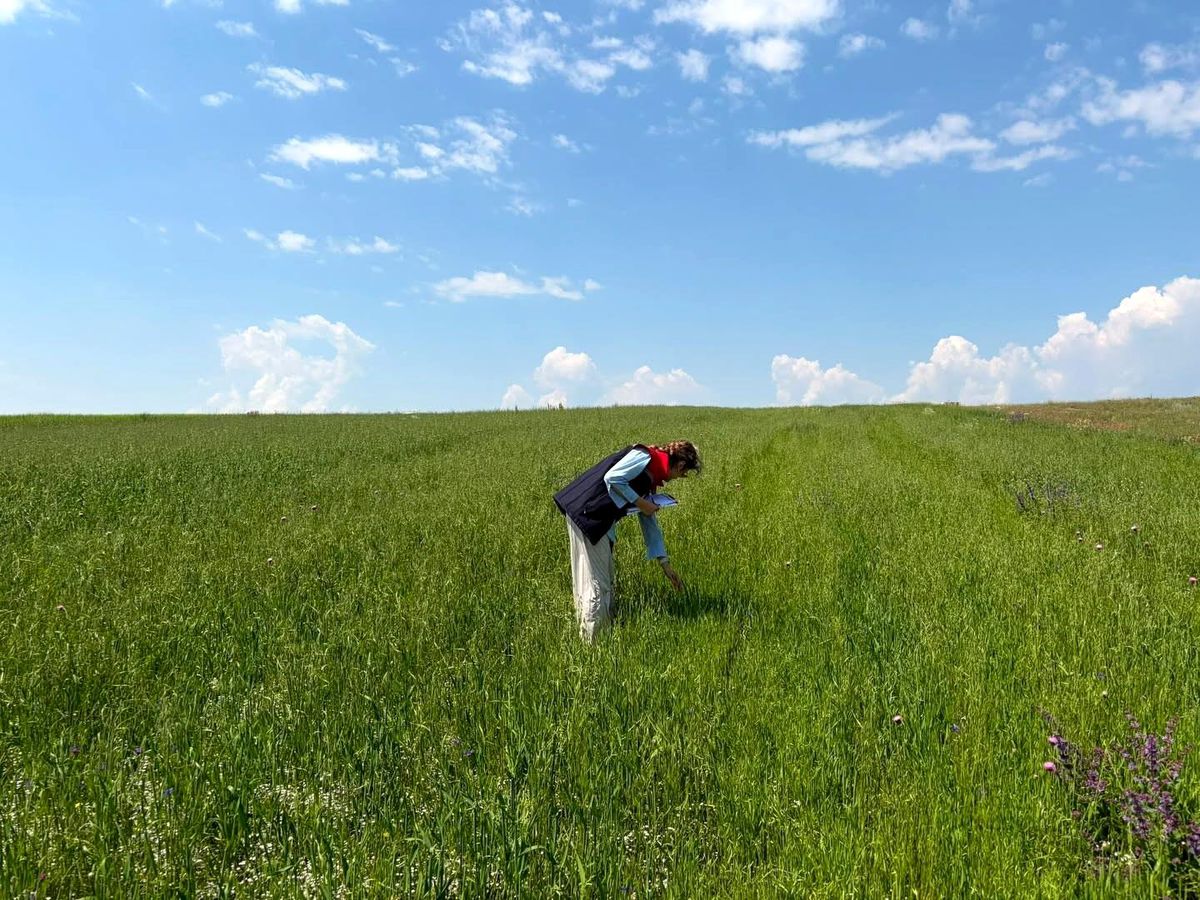 Kars'ta yem bitkileri tespit çalışmaları aralıksız sürüyor