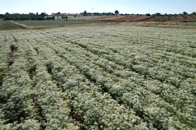 Denizli’de Geleneksel Kekik Hasat Töreni