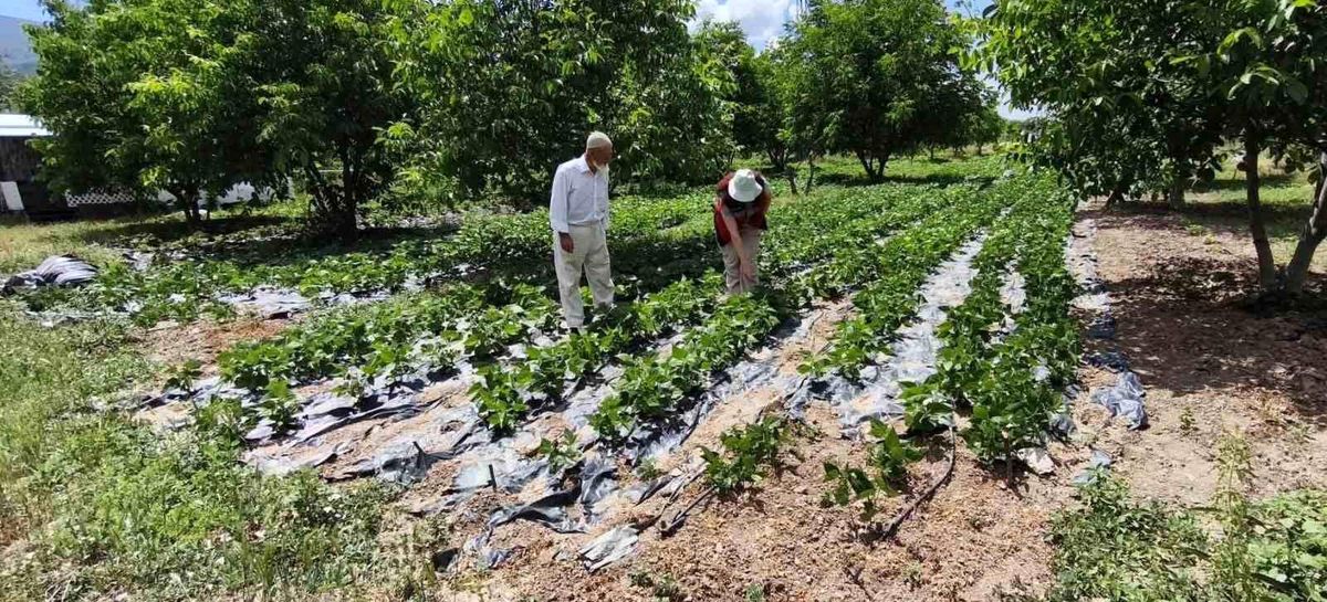Kütahya'da bir tarlada büyüyen nohut ve barbunya bitkileri.