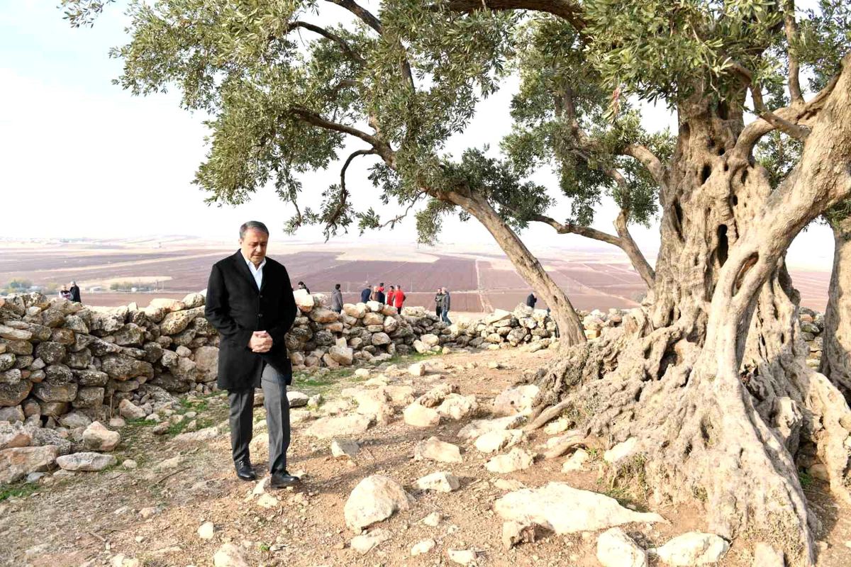 Şanlıurfa'da 1314 yıllık zeytin ağacının çevre düzenlemesi yapılıyor