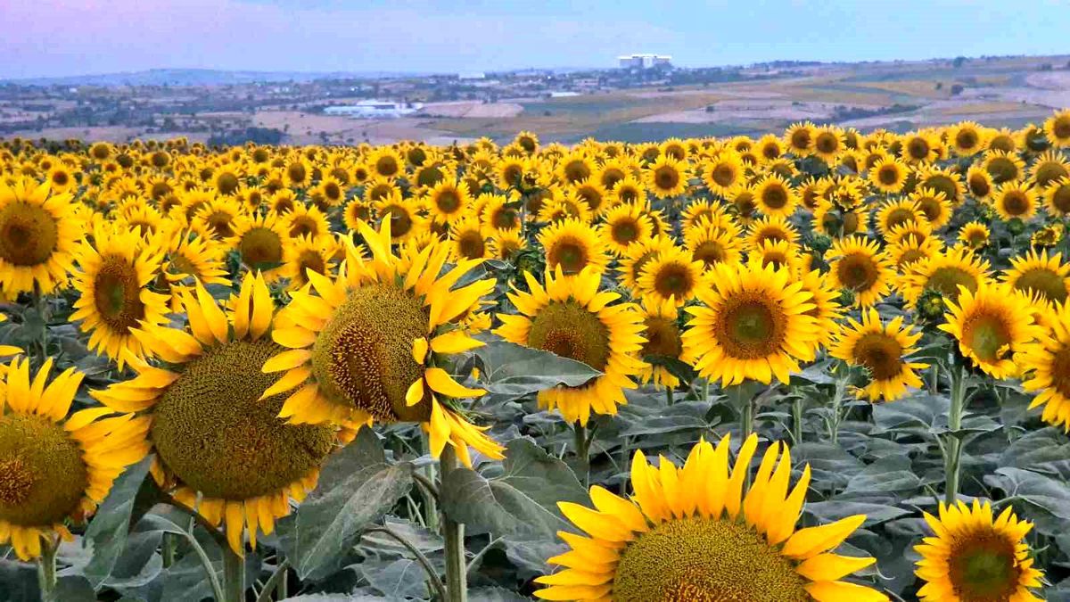 Tekirdağ'da ayçiçeği tarlaları görsel şölene dönüştü