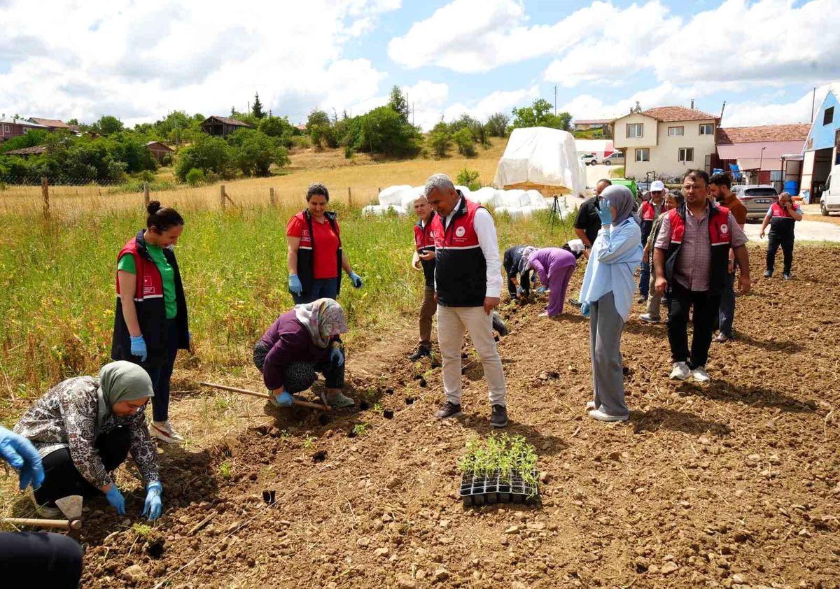 Üniversite serasında üretiliyor: Çiftçilerin geliri aromatik bitkilerle artacak