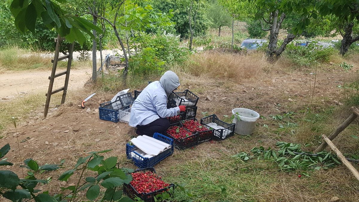 Amanos eteklerinde yetişen Napolyon kirazında hasat sürüyor