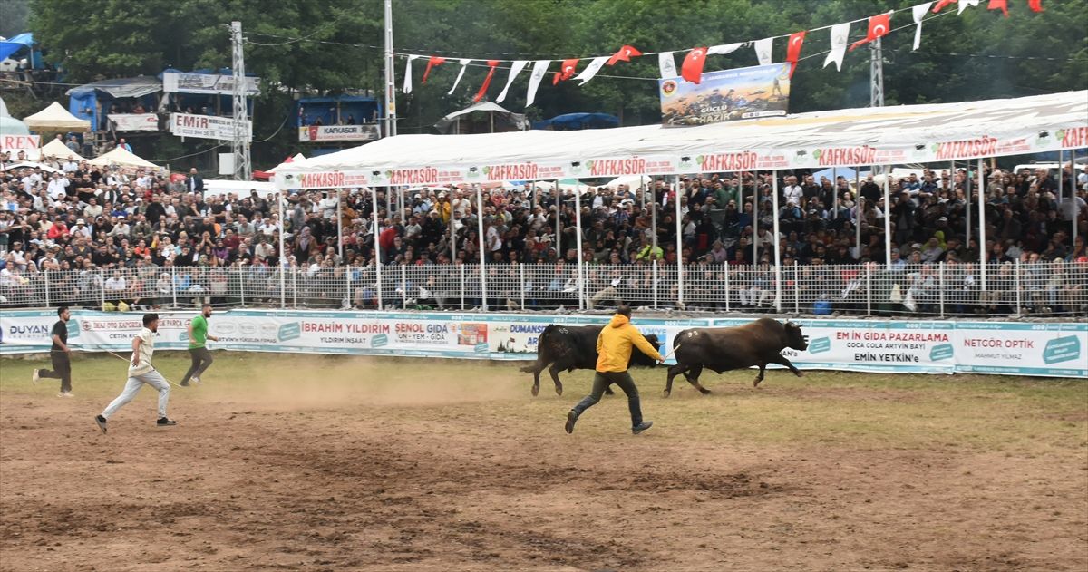 Artvin'de düzenlenen Kafkasör Festivali'nde boğa güreşleri yapıldı.