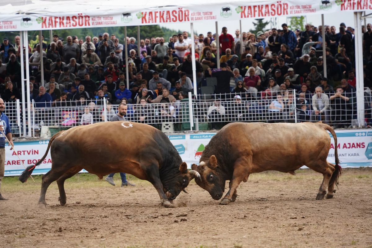 Artvin Kafkasör Festivali'nde düzenlenen boğa güreşleri müsabakasından bir görüntü.