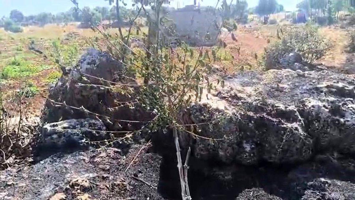Dicle'de örtü yangını: Onlarca meyve ağacı alevlere teslim oldu