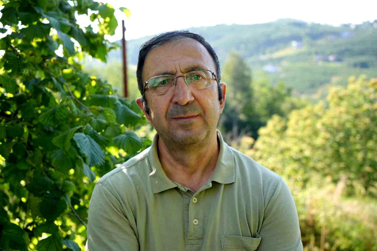 Fındık hasadında kullanılan file örtü yöntemi.