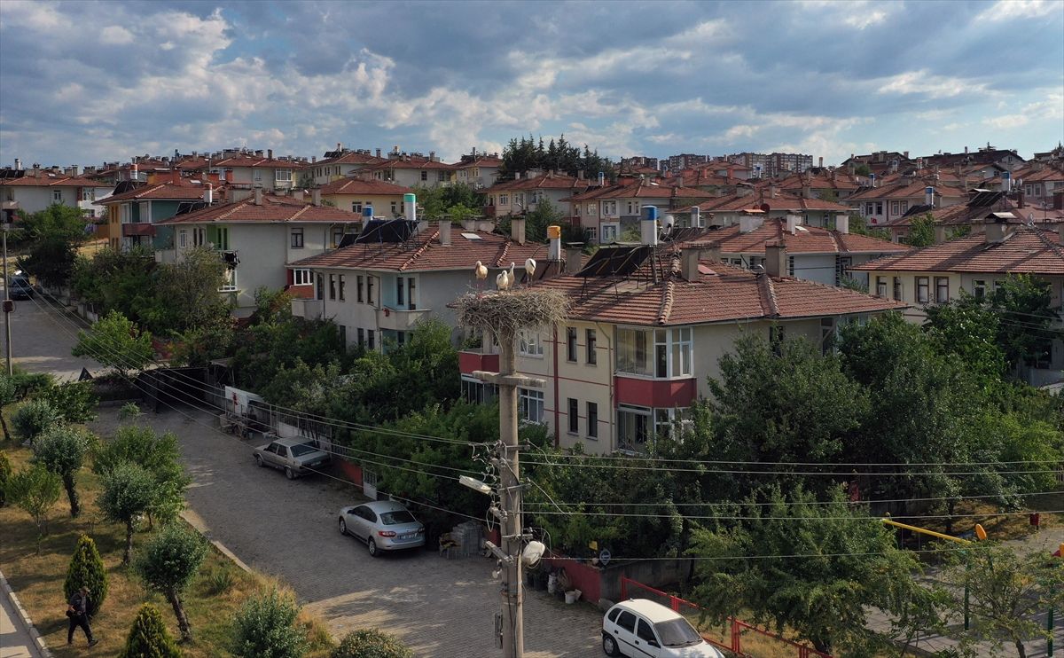 Kastamonu'da leylekler kent merkezini mesken tuttu