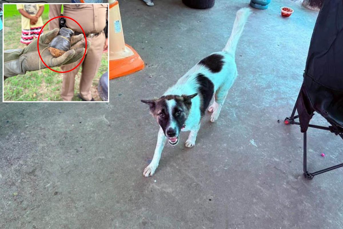 Tayland'da evcil köpek, eve el bombası getirdi