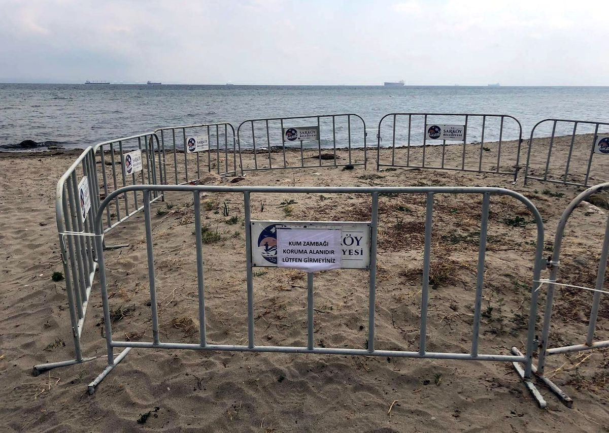 Şarköy sahilinde tespit edilen kum zambakları korumaya alındı