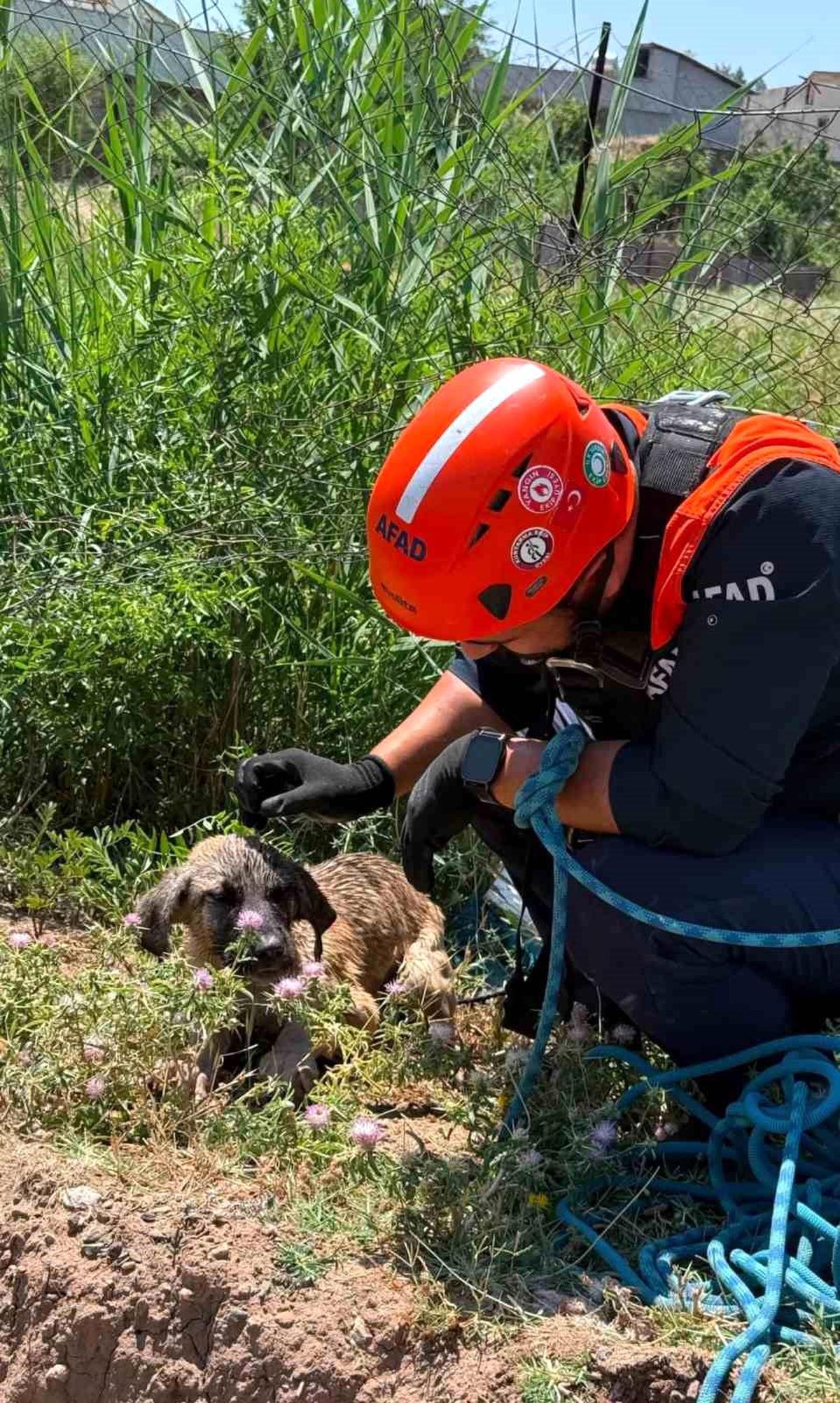 Siirt'te kuyuya düşen köpek kurtarıldı