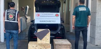 Ticaret Bakanlığı ekiplerince Hamzabeyli Gümrük Kapısı'nda 4 yaban hayvanı kurtarıldı