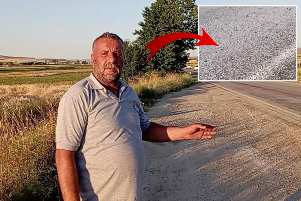 Tokat'ta binlerce kurbağa kara yolunu istila etti