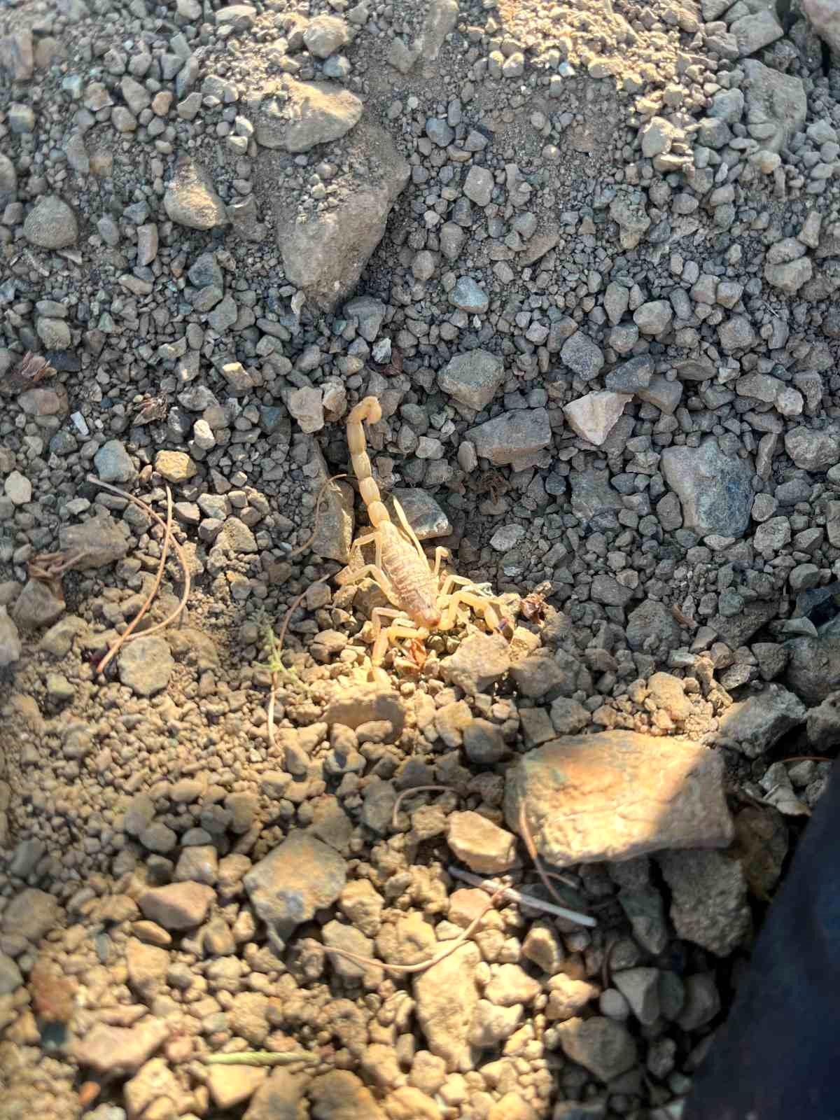 Vişne hasadı yapan bir kişinin akrep sokması sonucu hastaneye kaldırılmasını anlatan haber görseli.