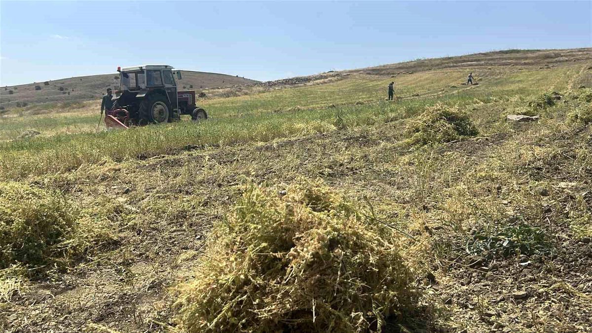 Yozgat'ta mercimek hasadı başladı, çiftçinin yüzü güldü, verim beklentisi yükseldi