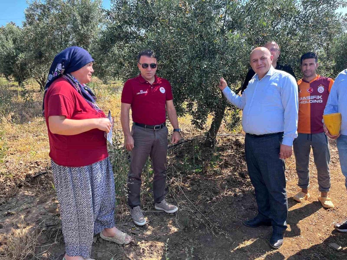 Buldan'da zeytin sineğine karşı fenomen tuzak dağıtıldı