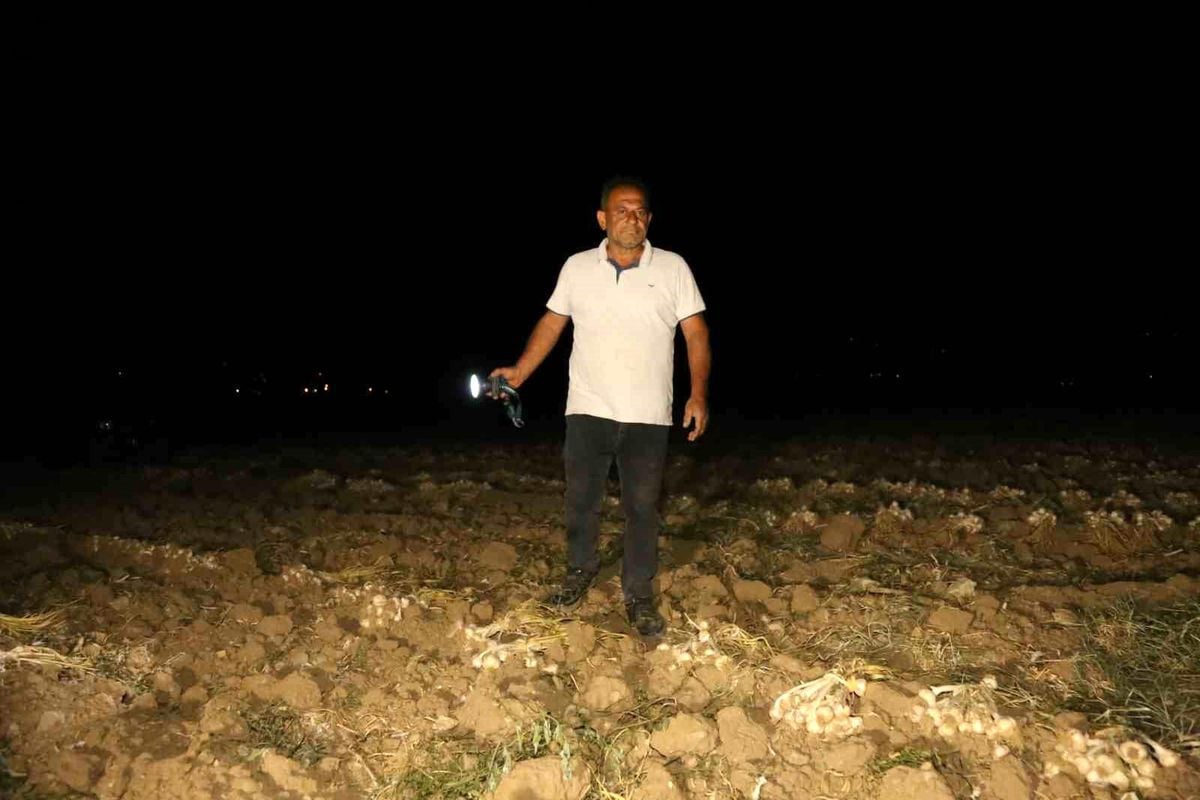 Çiftçilerin 'beyaz altın' nöbeti: Bir yıllık emekleri için sabaha kadar tarlada bekliyorlar