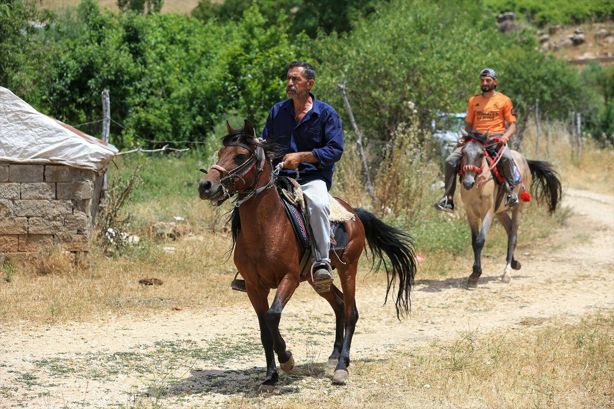 Dede yadigarı at yetiştiriciliğini şampiyonluklarla yaşatıyorlar