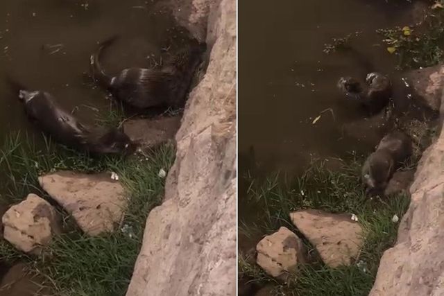 صورة لثعالب الماء على نهر دجلة