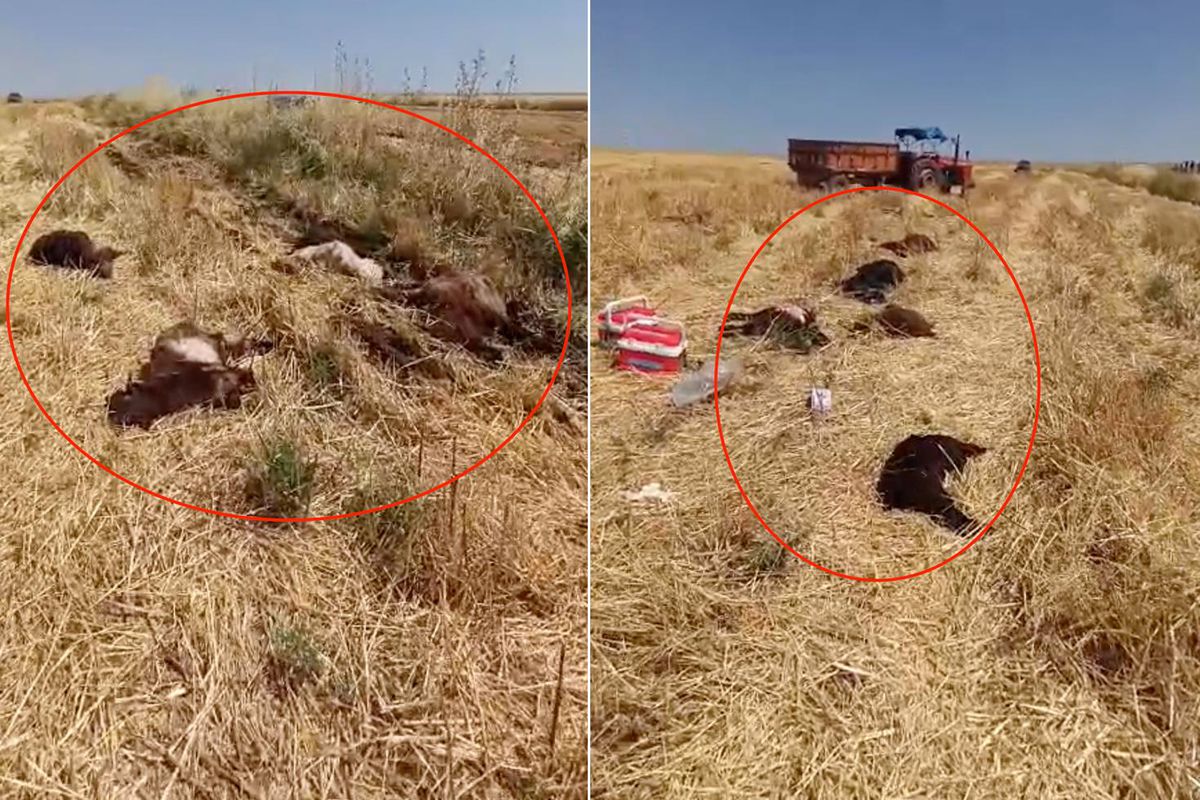 Sürü sahibi yıkıldı! 150 hayvan aynı anda telef oldu