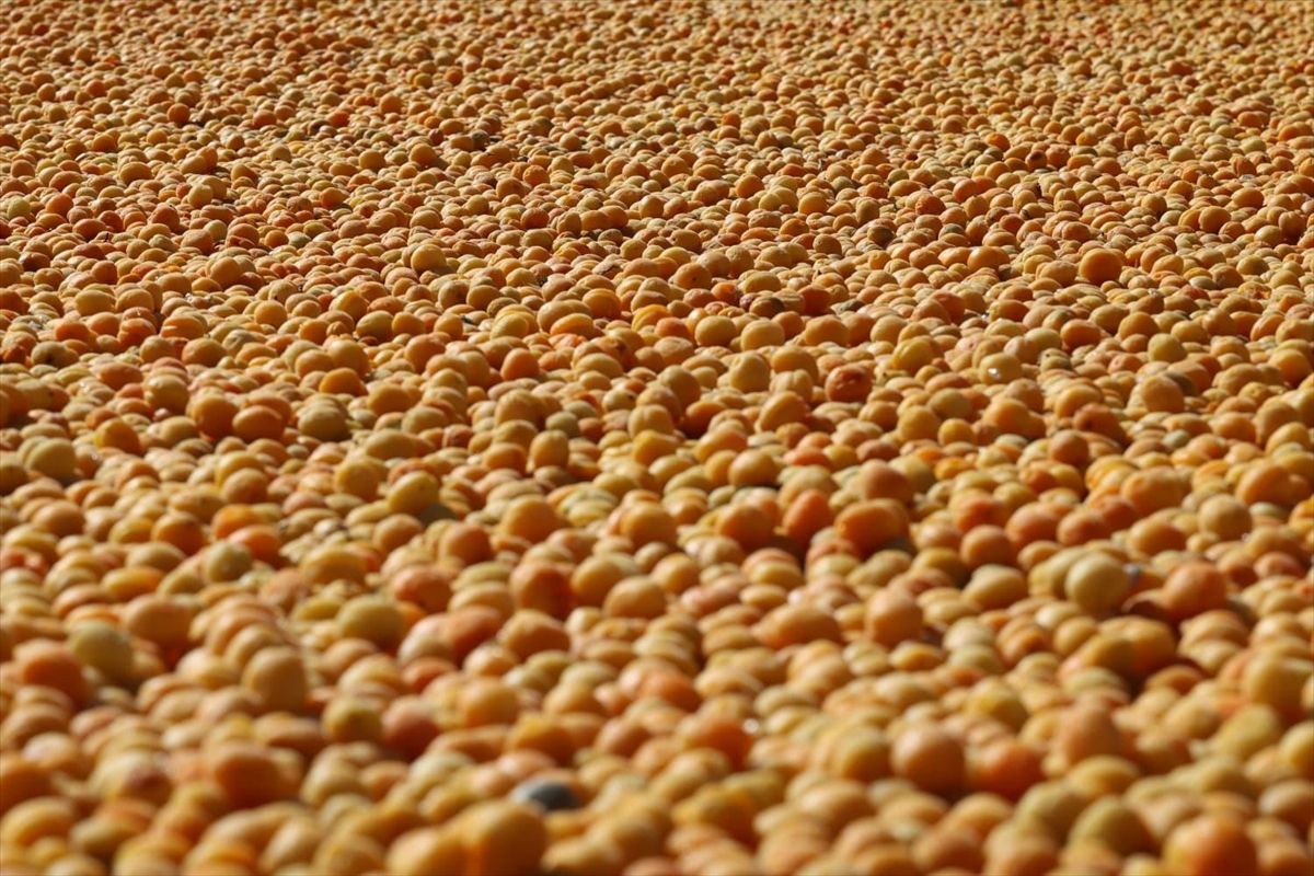 Elazığ'da 110 bin 500 dekar alanda kayısı hasadı devam ediyor