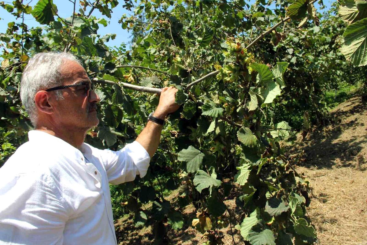 Fındık tarlası ve hasat hazırlıkları