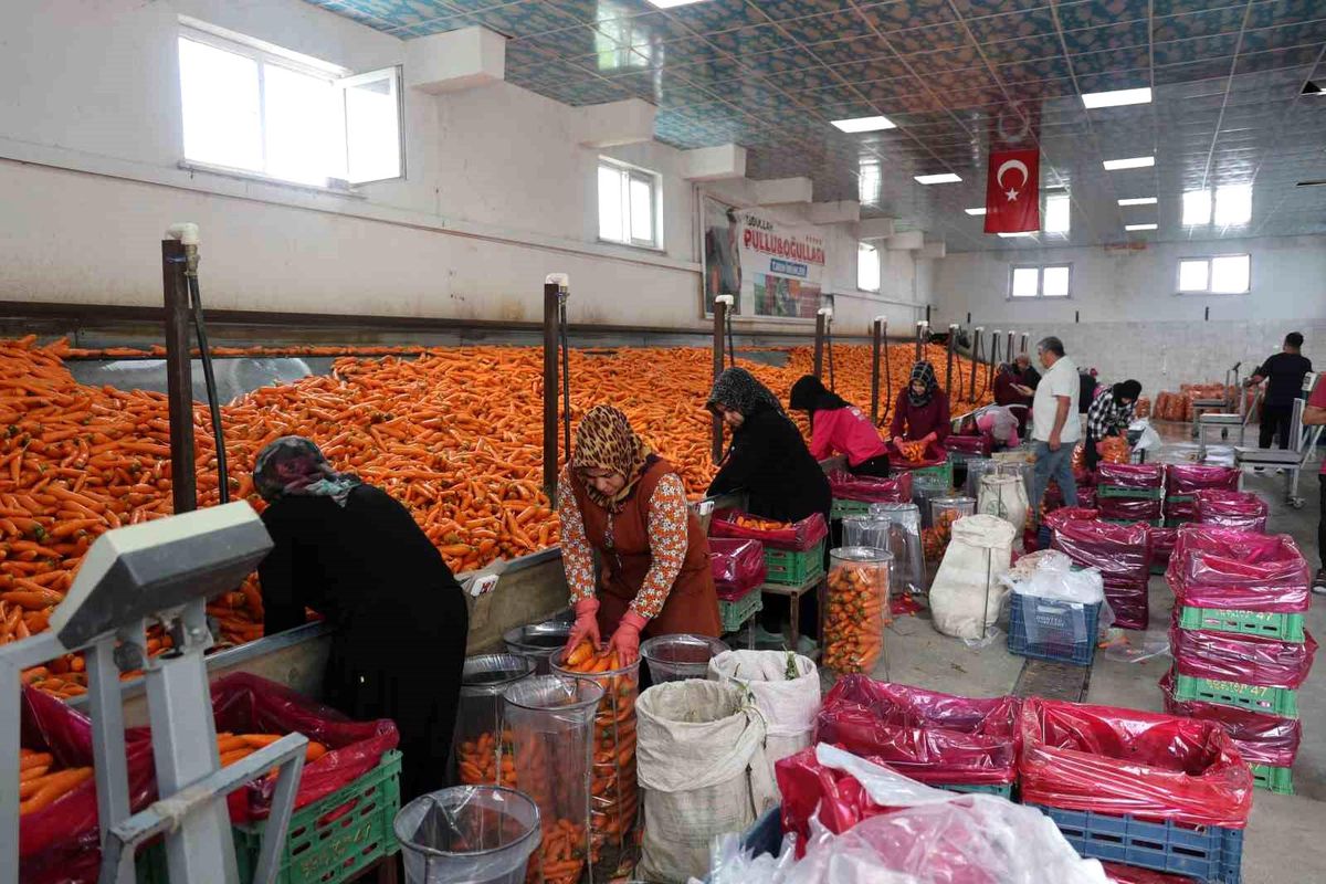 Havuç üretiminin yüzde 67'si Konya'dan