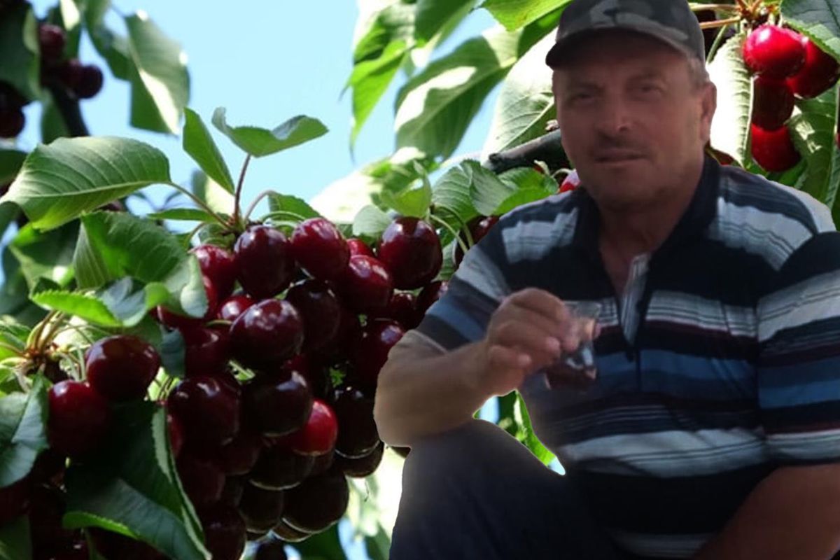 Yaşlı çifti kiraz mı öldürdü? Başkaları da yemiş