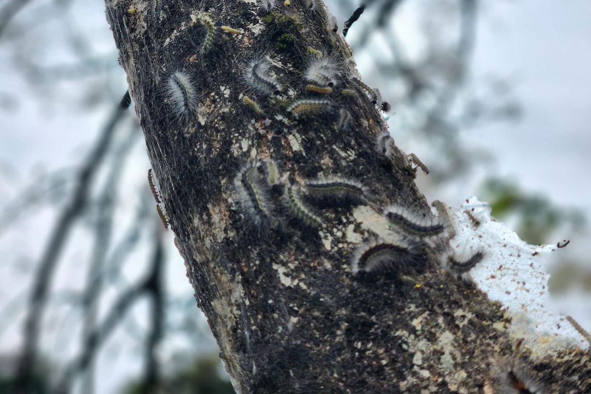 Karadeniz’de alarm verildi: Ağaçları kemire kemire çürütüyor