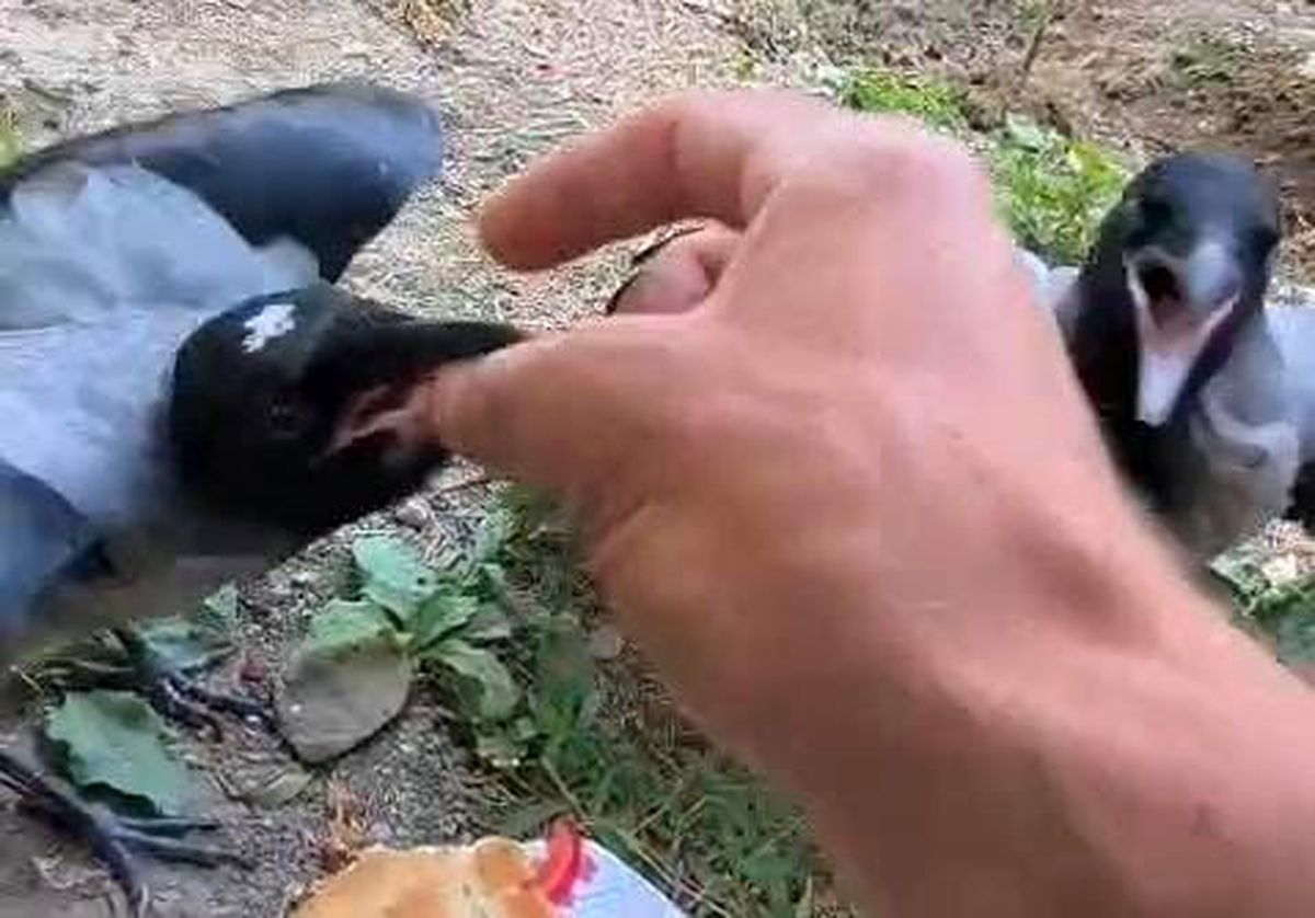 Şefkatle büyüttüğü kargalar onu kapıda karşılıyor