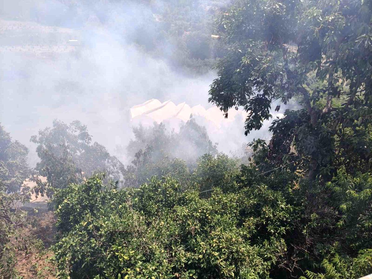 Alanya'da avokado bahçesinde çıkan yangın söndürüldü.