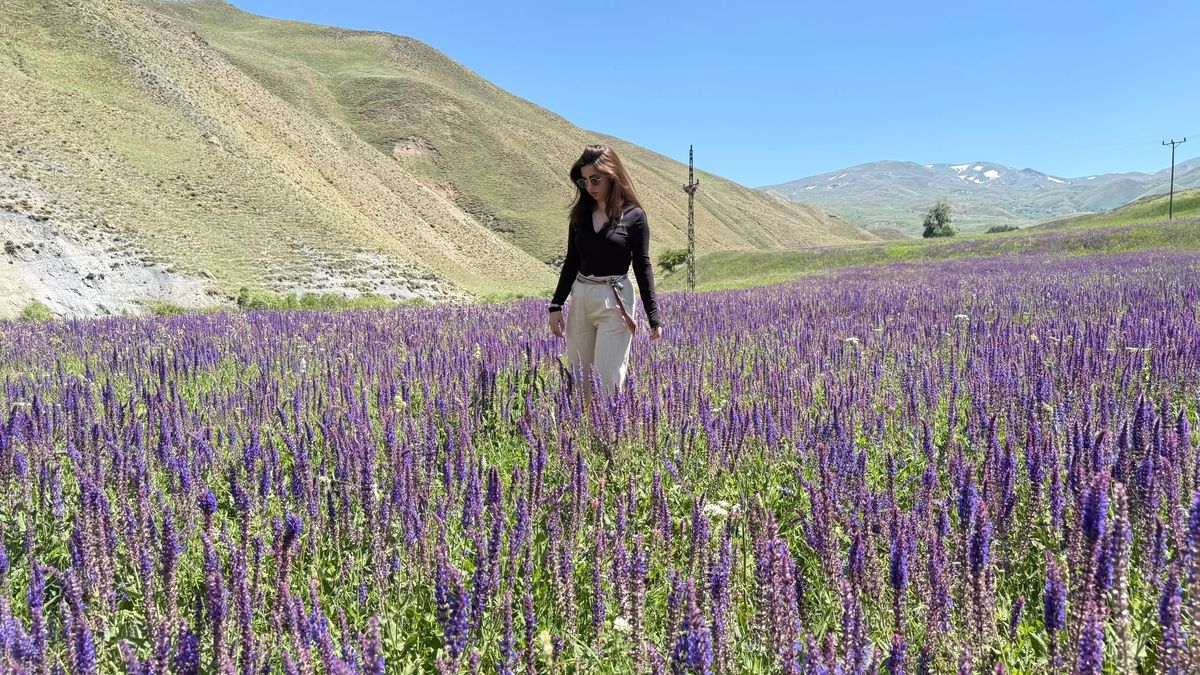 Van'ın Başkale ilçesindeki mor lavanta tarlaları