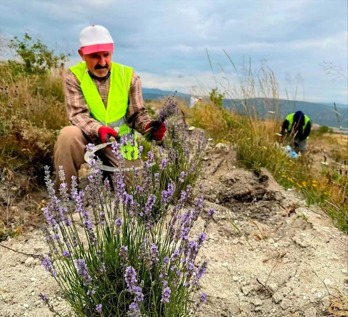 Boyabat'ta lavanta hasadı başladı