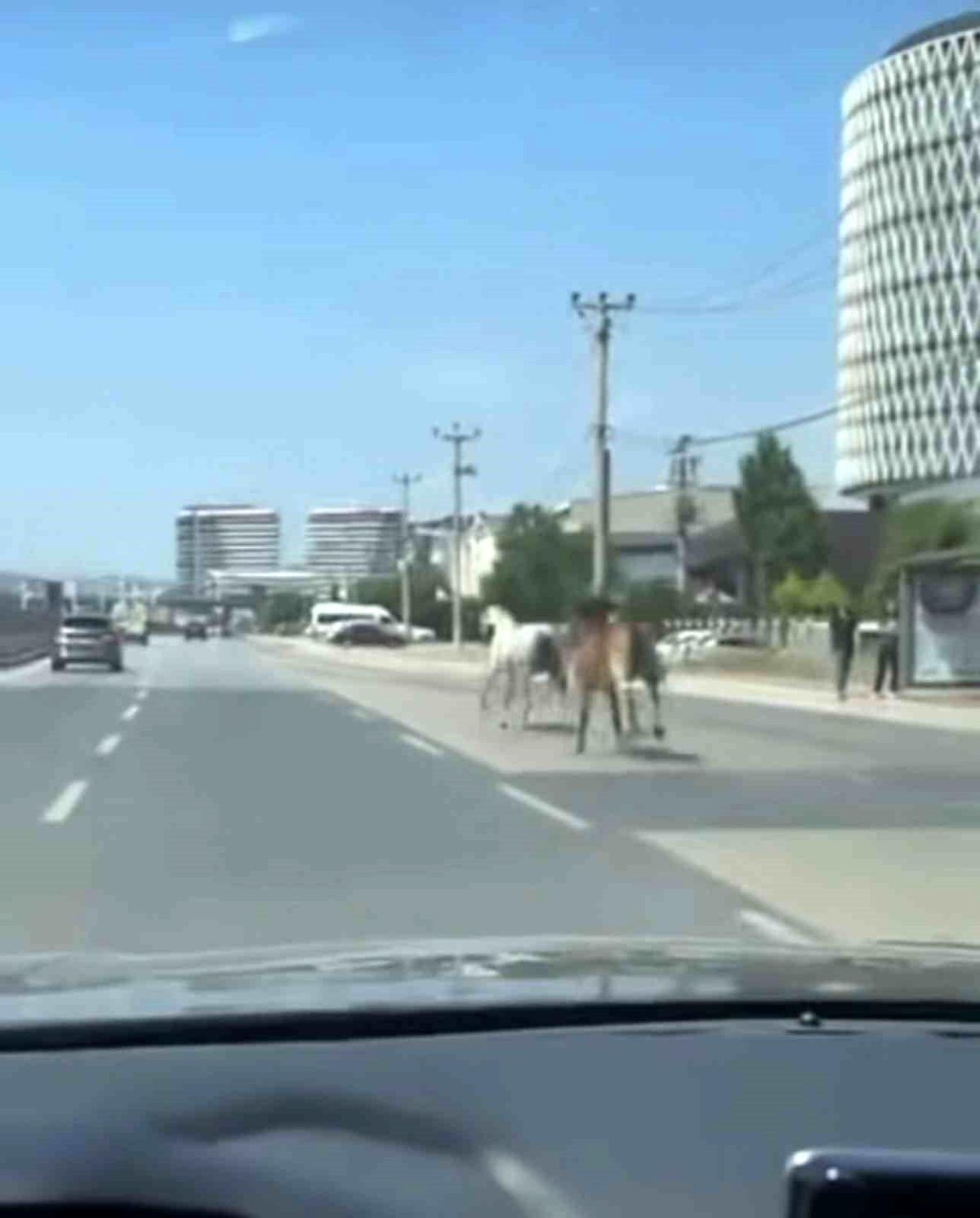 Bursa'da başıboş atların trafikte yarattığı tehlikeli anlar.